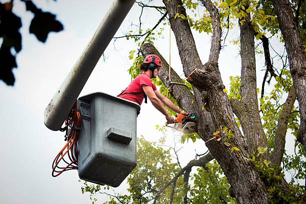 Borden, IN Tree Removal and Landscaping Services Company